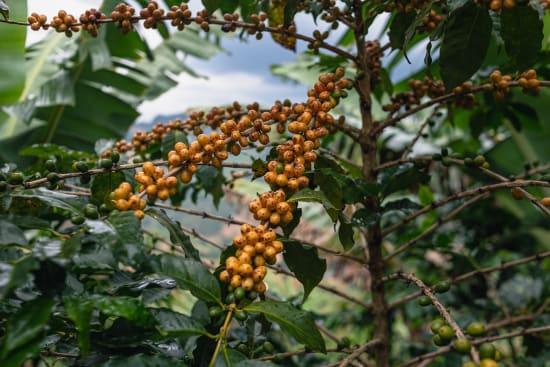 Brazil Serra Negra Natural – Medium Roast | Good Brothers Coffee