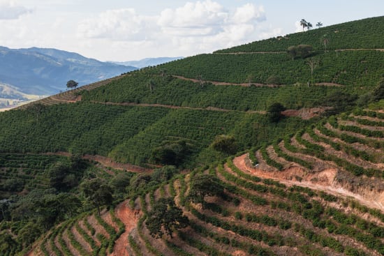 Brazil Serra Negra Natural – Medium Roast | Good Brothers Coffee