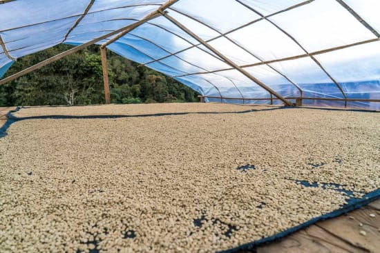 Peru Cajamarca – Medium Roast Specialty Coffee | Good Brothers Coffee