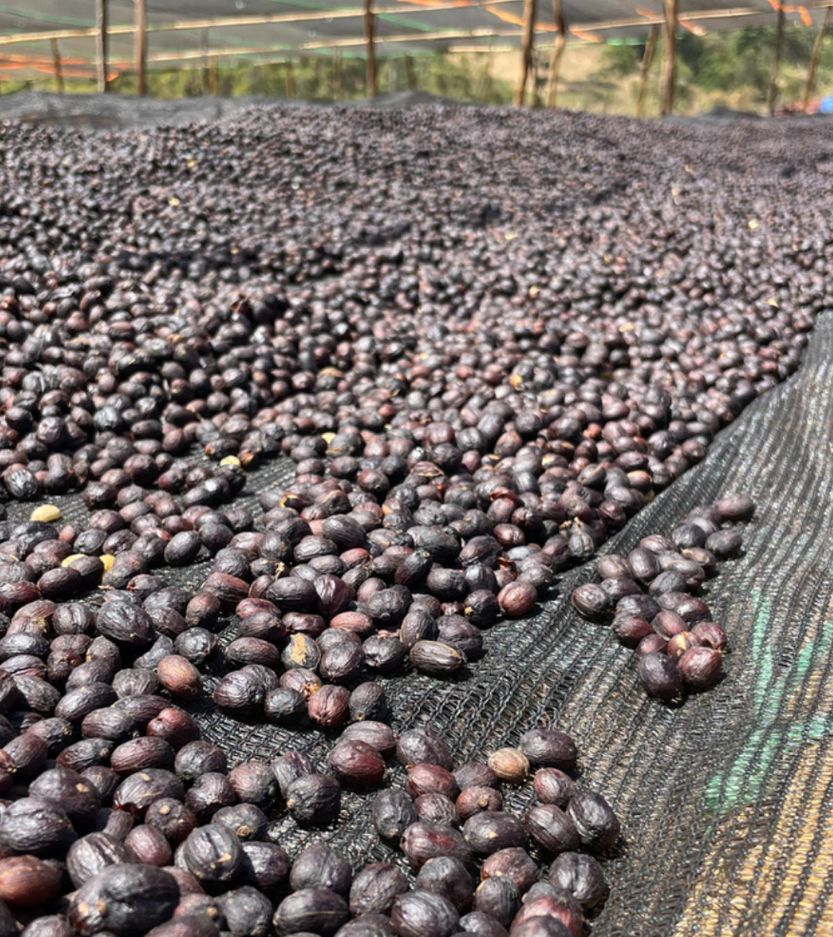 Jam On Ethiopia Light Roast Coffee | West Guji