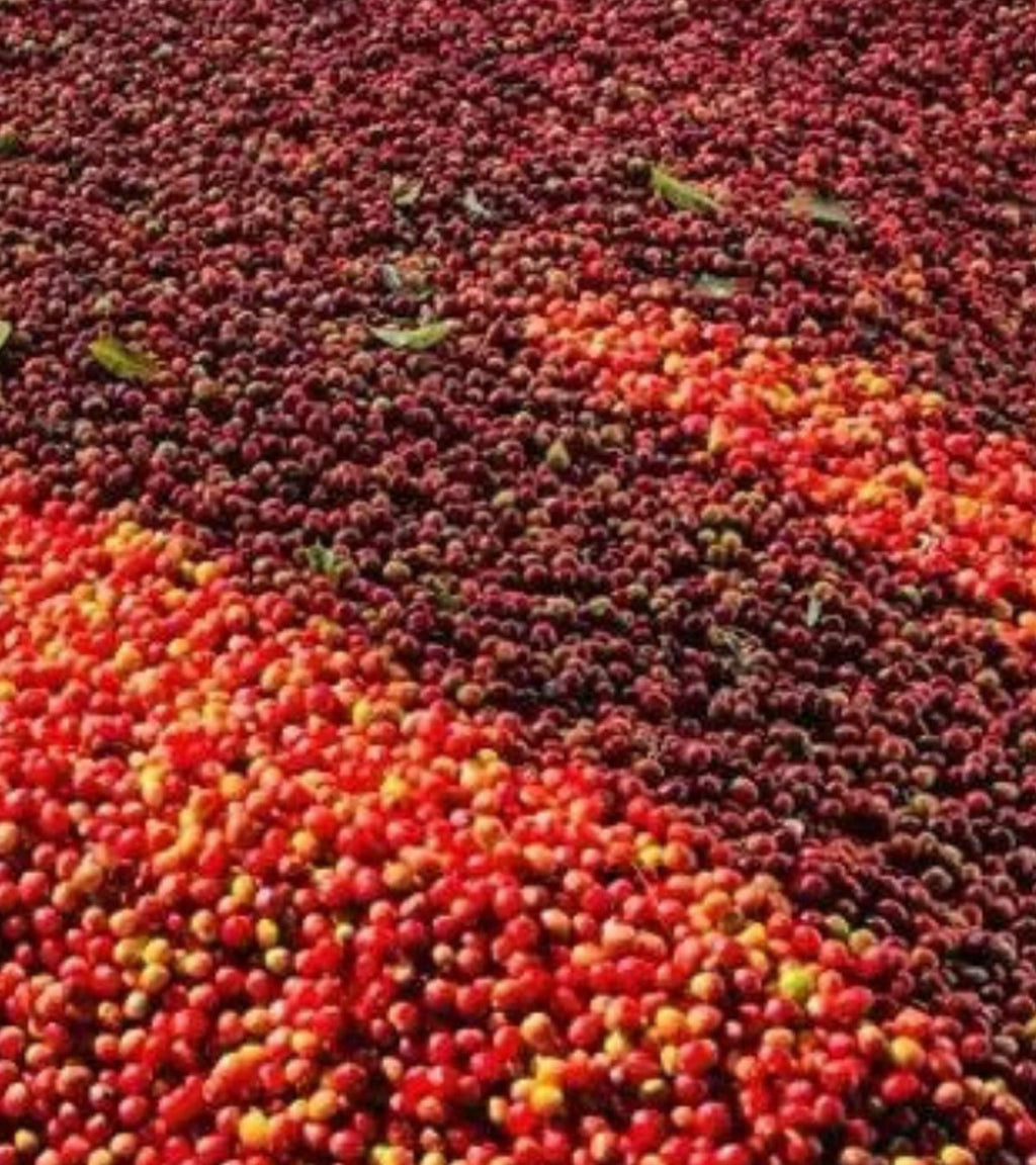 Jam On Ethiopia Light Roast Coffee | West Guji