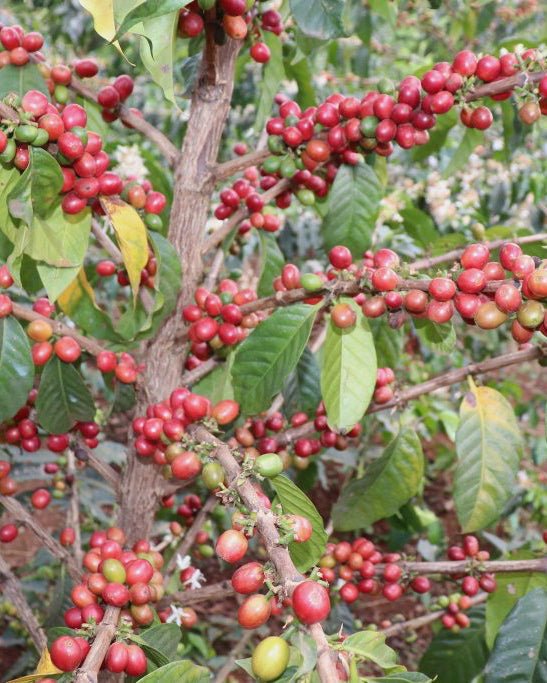 Kenya - Landrace - Washed - Ngomano Station - Machakos Co-op - Shop Coffee Hobby