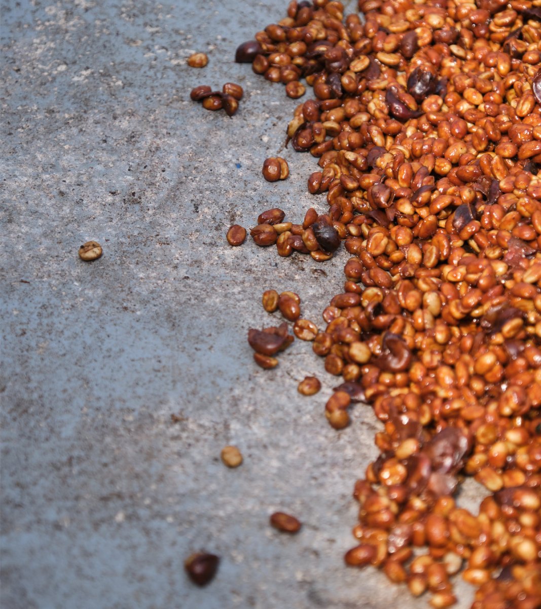 Las Lajas Laurina Black Honey Coffee | Naturally Lower Caffeine | 8 oz - Shop Coffee Hobby