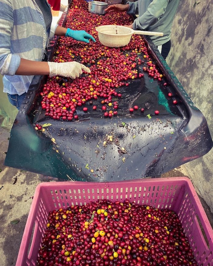 Los Nogales Caturra Mucilage EA Decaf Coffee - Fermented | Colombia | 8 oz - Shop Coffee Hobby