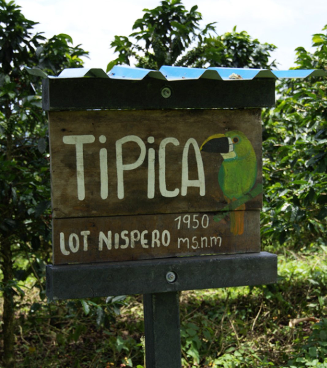 Los Nogales Typica Mucilage EA Decaf Coffee | Colombia | 8 oz - Shop Coffee Hobby