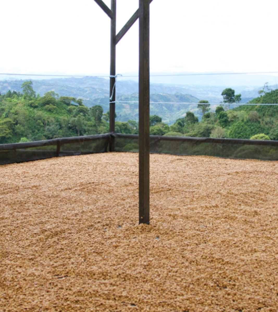 Los Nogales Typica Mucilage EA Decaf Coffee | Colombia | 8 oz - Shop Coffee Hobby