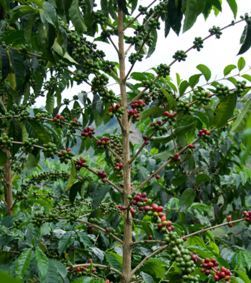 Los Nogales Typica Mucilage EA Decaf Coffee | Colombia | 8 oz - Shop Coffee Hobby