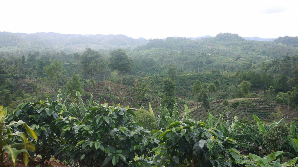 Nicaragua Finca San Jose de las Nubes – Washed Light Roast - Shop Coffee Hobby
