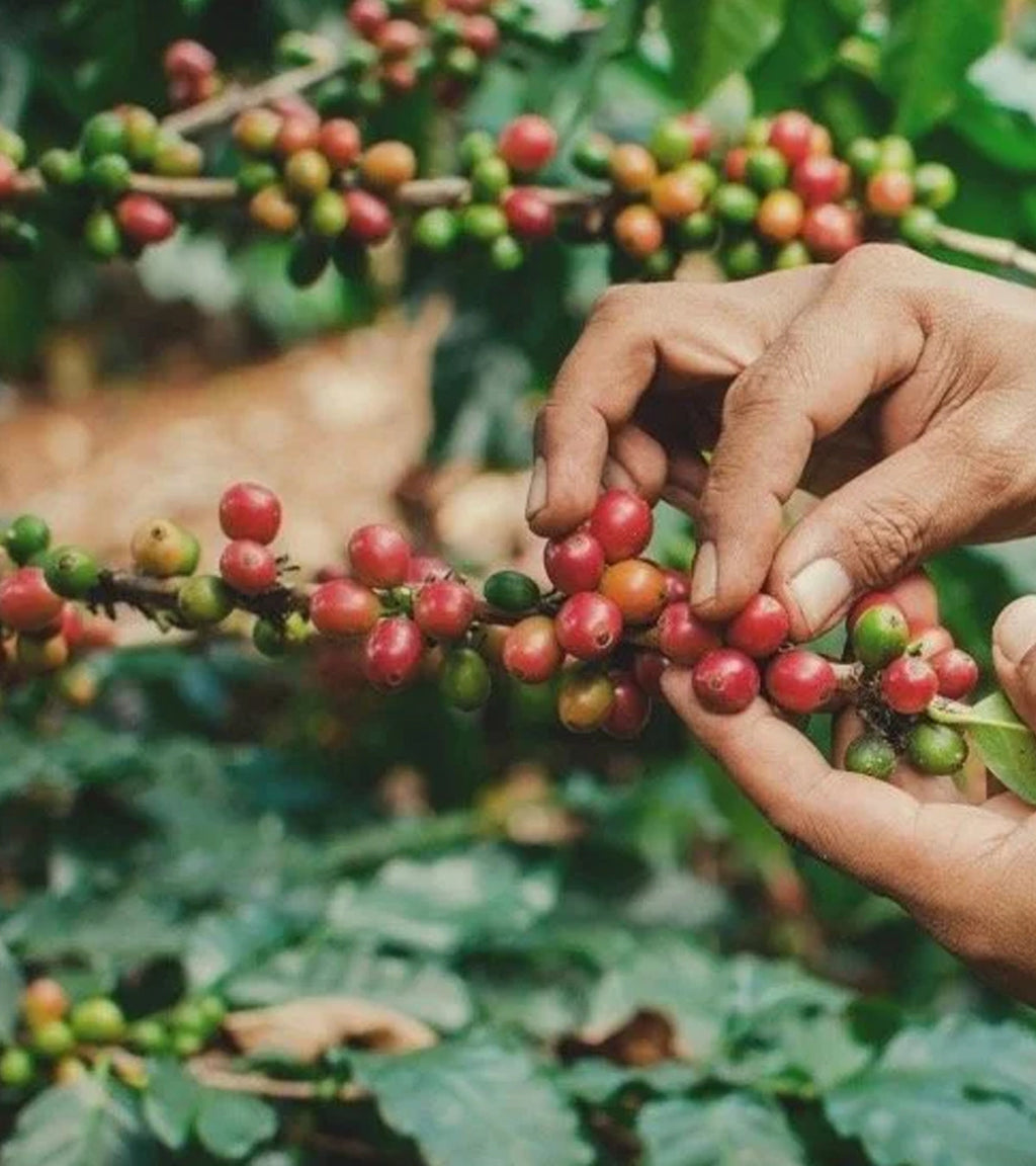 Sidekick Sugarcane Decaf Coffee | Huila, Colombia - Coffee Review Score 92