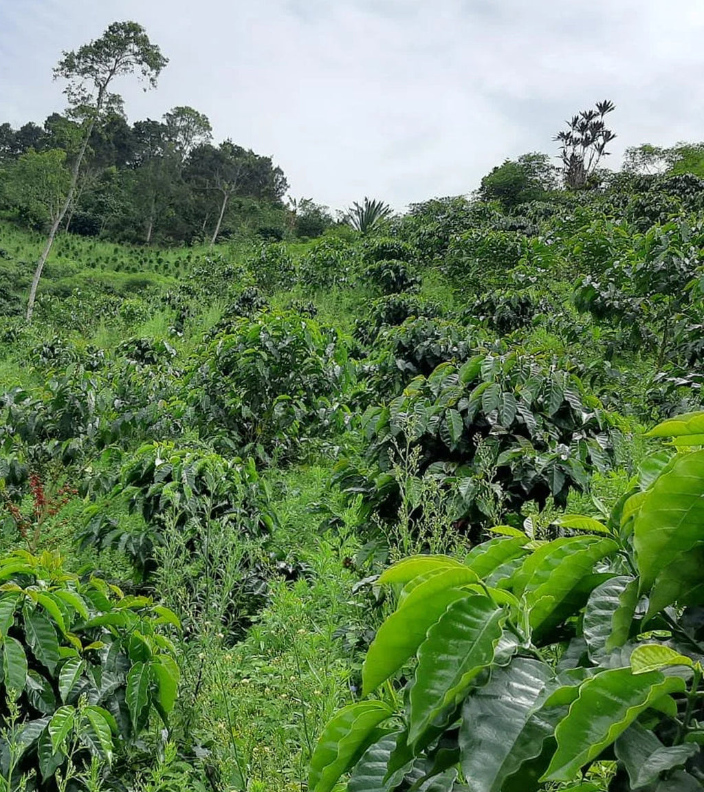 Sidekick Sugarcane Decaf Coffee | Huila, Colombia - Coffee Review Score 92