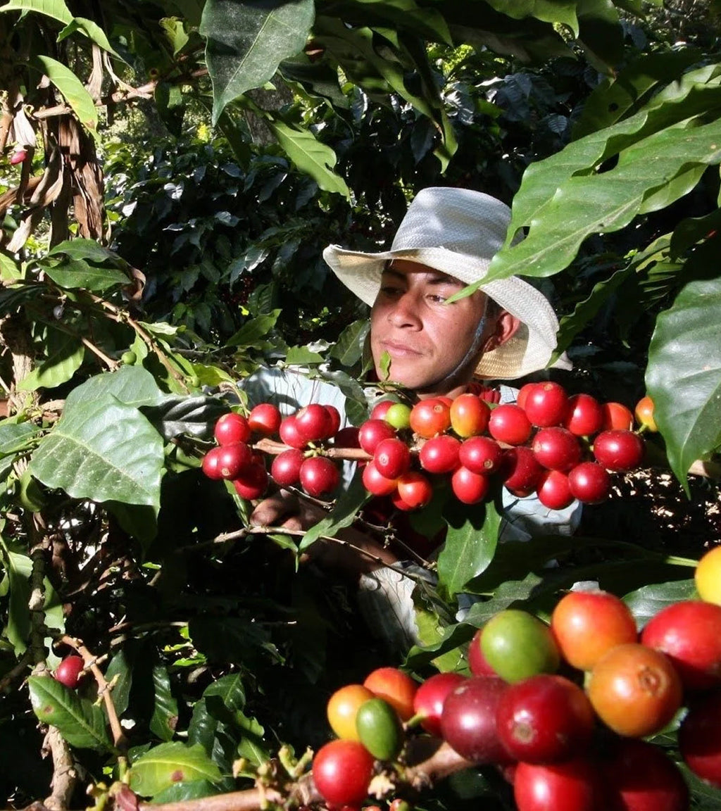 Sidekick Sugarcane Decaf Coffee | Huila, Colombia - Coffee Review Score 92