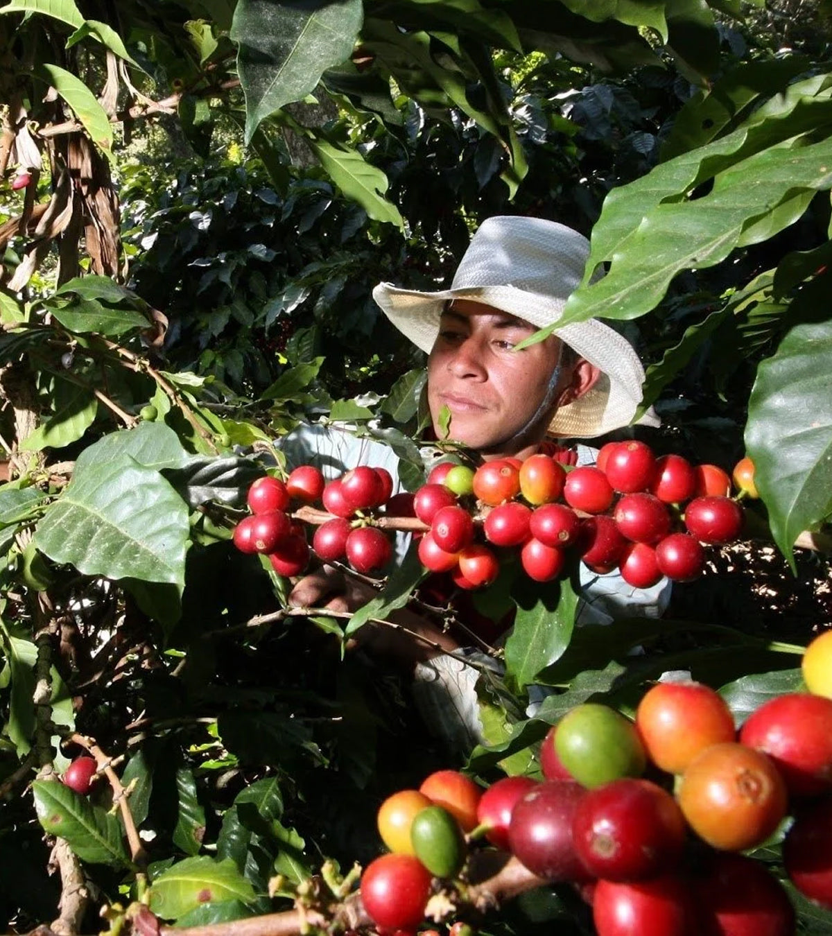 Sidekick Sugarcane Decaf Coffee | Huila, Colombia - Coffee Review Score 92