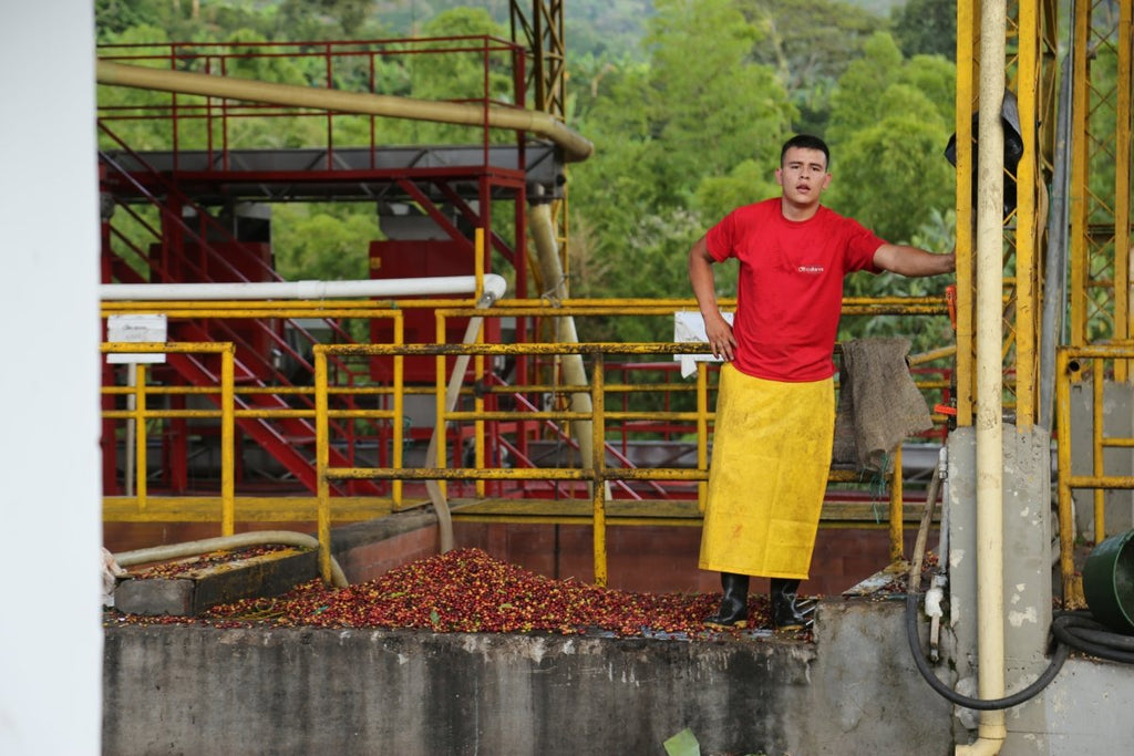 Supernatural – Colombian Washed Coffee from Anserma Cooperative (Whole Bean or Drip | ½LB–5LB) - Shop Coffee Hobby
